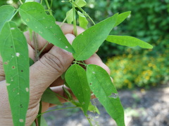 Desmodium procumbens
