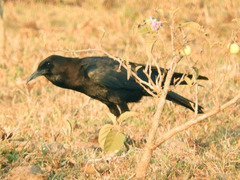 Corvus capensis