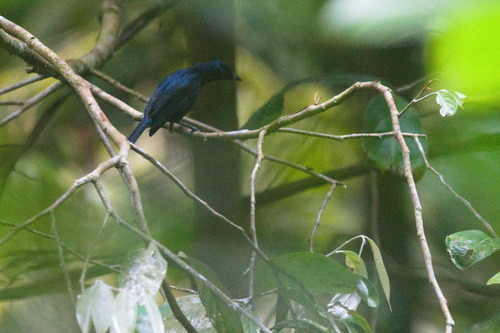 Melanocharis nigra observed 2023-11-19
