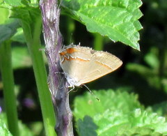 Electrostrymon hugon