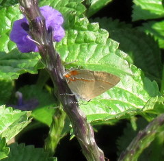 Electrostrymon hugon