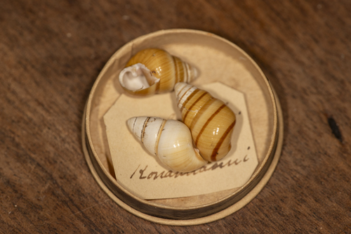 Achatinella bellula in life