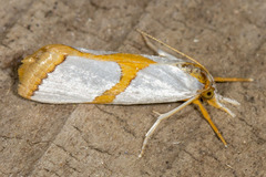 Vaxi auratellus