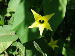Schizocarpum palmeri
