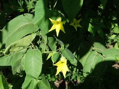Schizocarpum palmeri