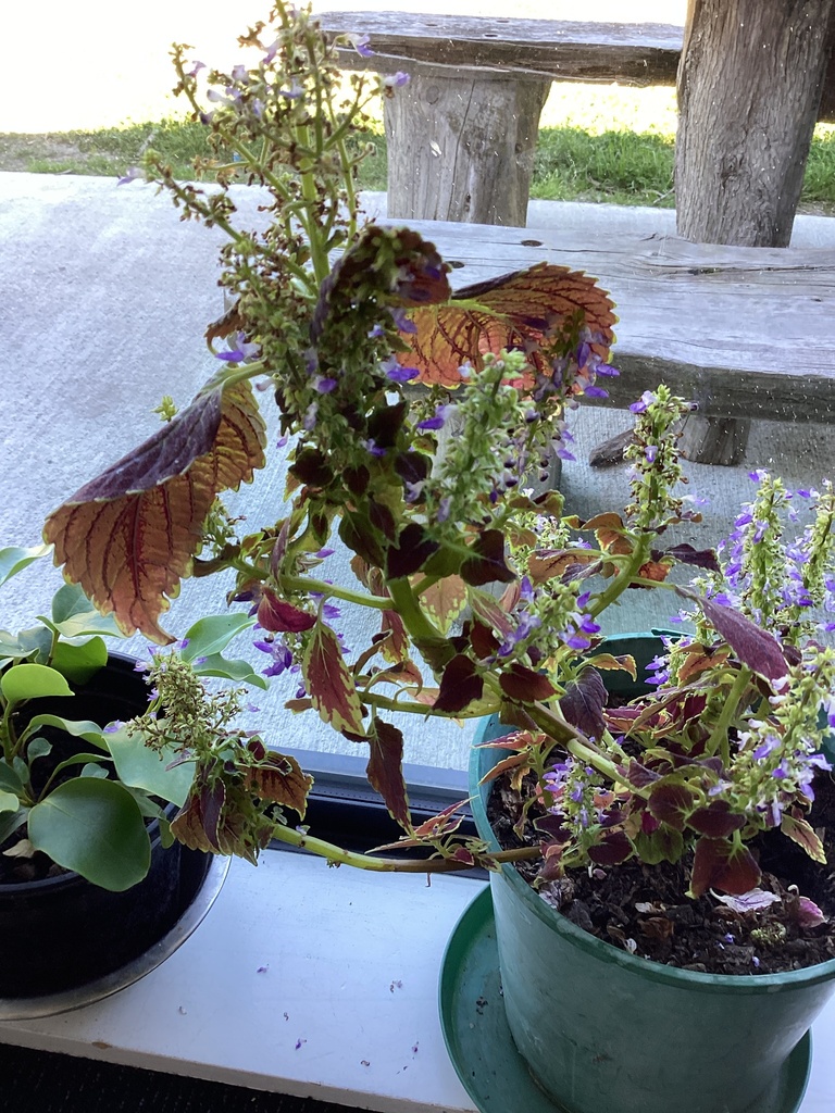 Coleus from Hurunui College, Hawarden, Canterbury, NZ on November 21