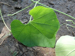 Schizocarpum palmeri