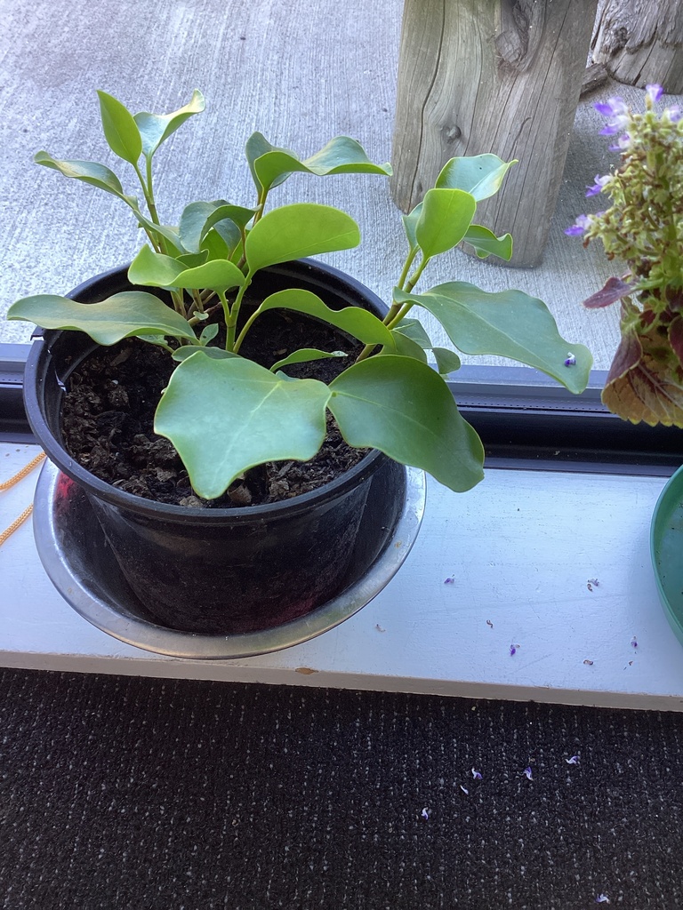 New Zealand Broadleaf from Hurunui College, Hawarden, Canterbury, NZ on