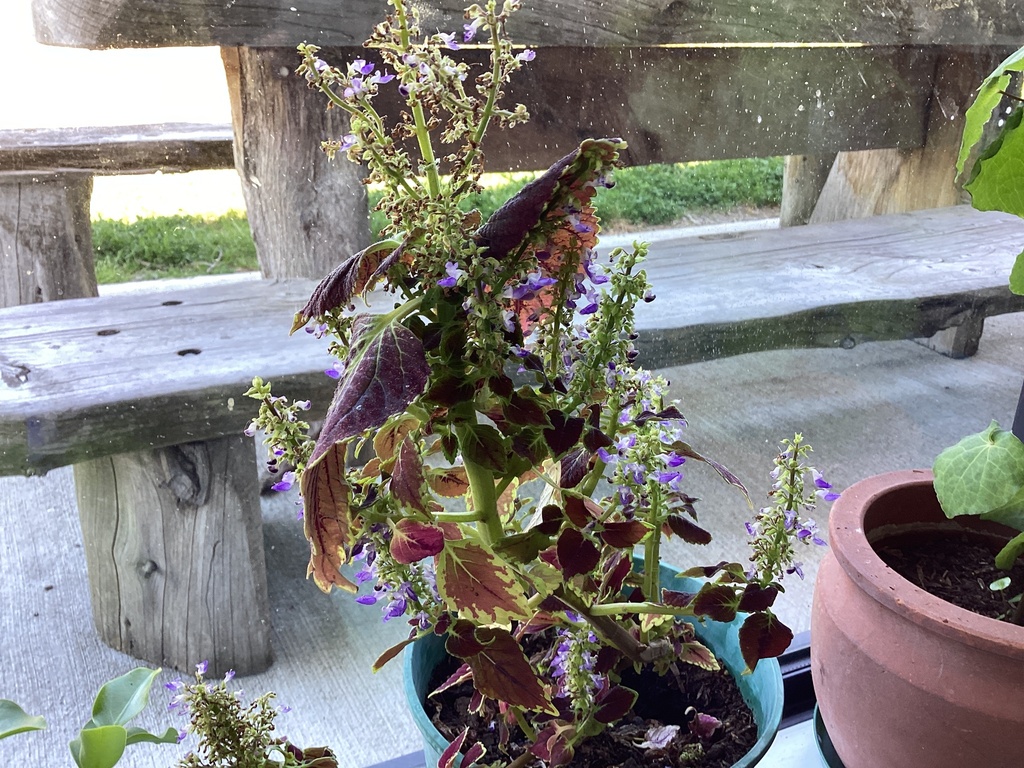 Coleus from Hurunui College, Hawarden, Canterbury, NZ on November 21