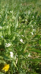 Calepina irregularis