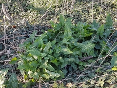 Arum italicum italicum