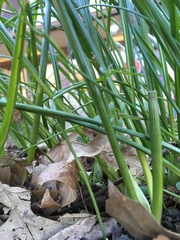 Allium schoenoprasum