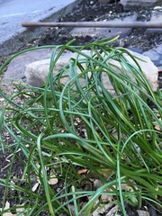 Allium schoenoprasum