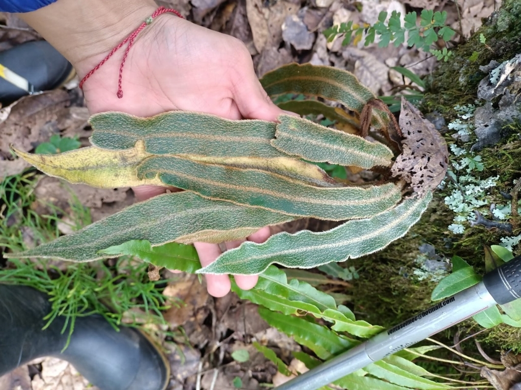 Elaphoglossum muscosum