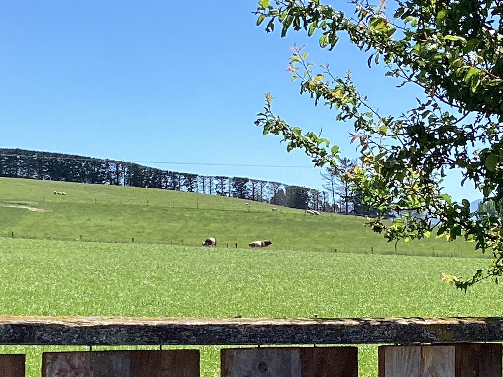 Domestic Cattle from Hurunui College, Hawarden, Canterbury, NZ on