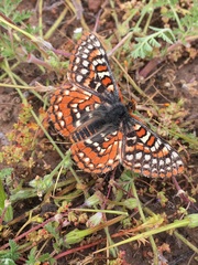 Euphydryas editha quino