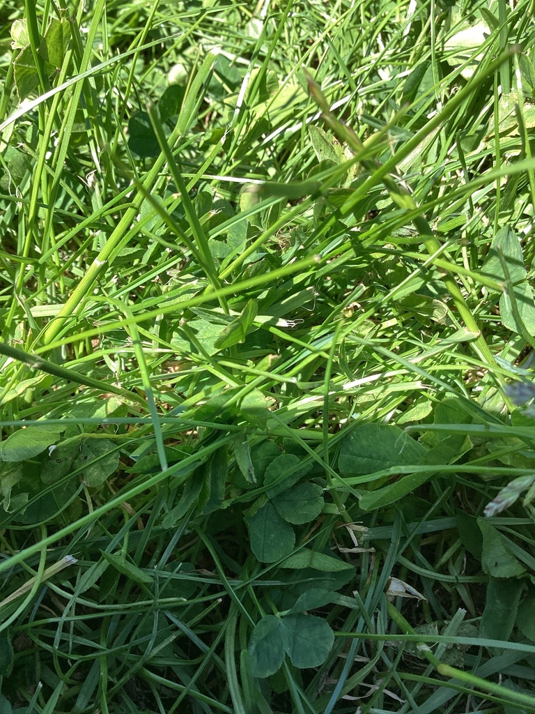 Life from Hurunui College, Hawarden, Canterbury, NZ on November 21