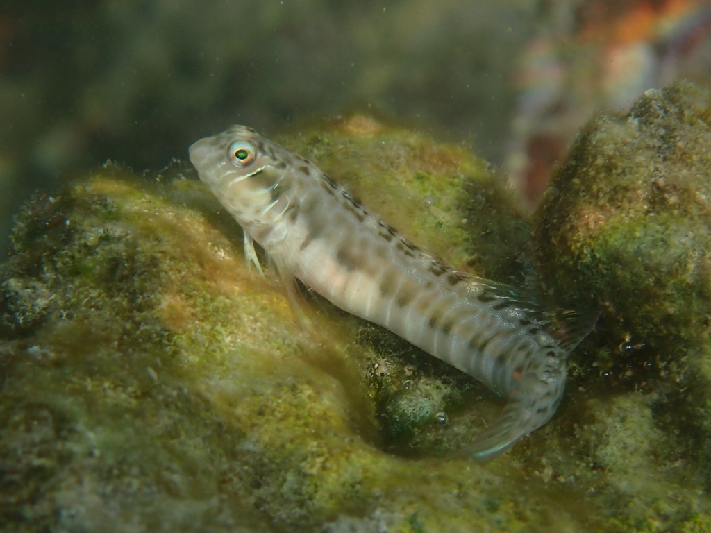 Germain's blenny (Omobranchus germaini) — Blenniidae