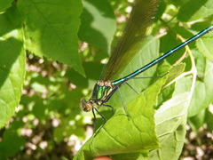Calopteryx amata
