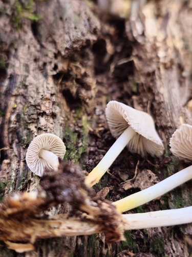 Mycena