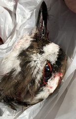 Charadrius vociferus