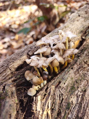 Mycena (Photo 2 of 5)