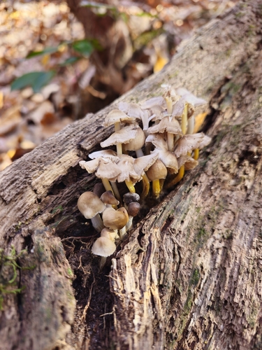 Mycena (Photo 3 of 5)