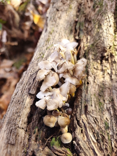 Mycena (Photo 4 of 5)