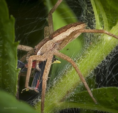 Pisaurina mira