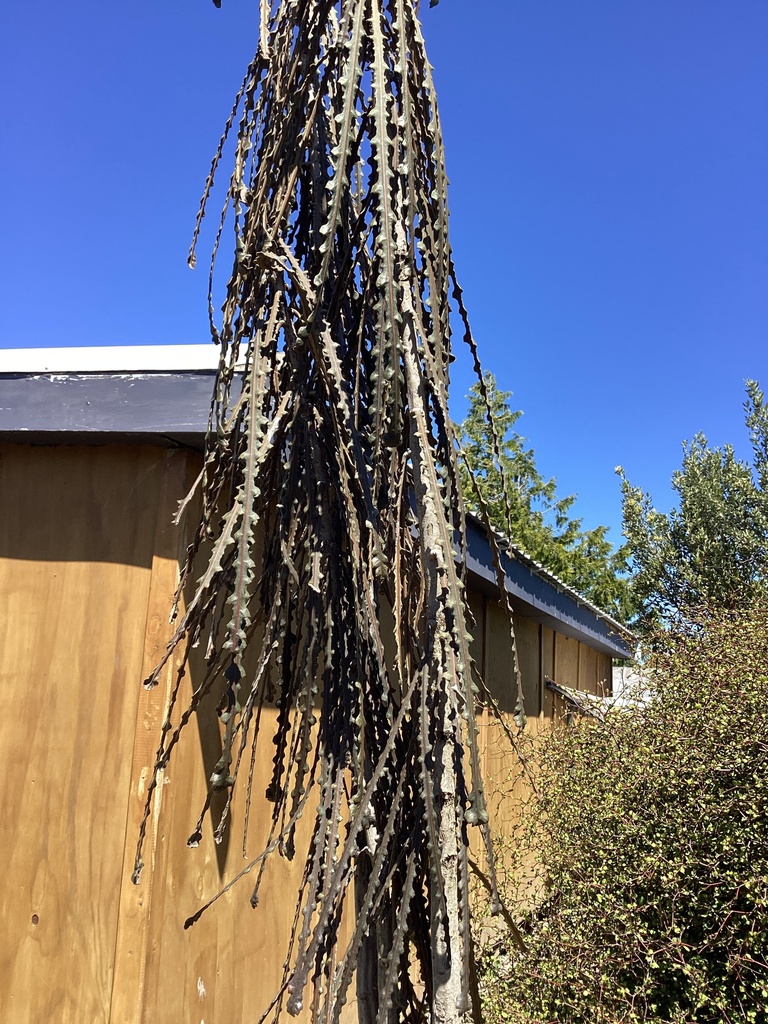 Toothed Lancewood from Hurunui College, Hawarden, Canterbury, NZ on
