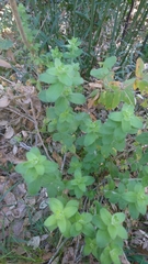 Galium scabrum