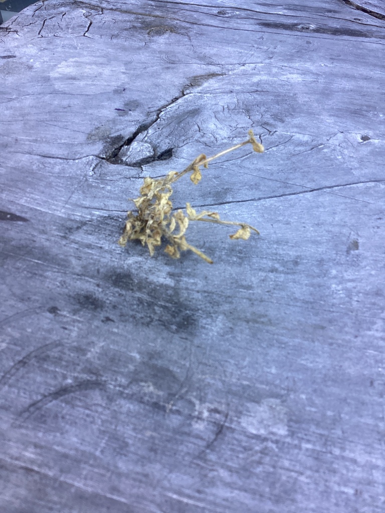 Life from Hurunui College, Hawarden, Canterbury, NZ on November 21