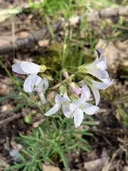 Cardamine dissecta