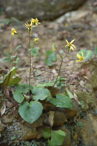 Farfugium japonicum iNat (1)