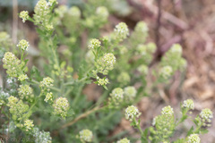 Lepidium lasiocarpum