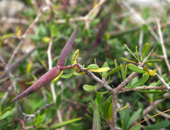 Periploca laevigata angustifolia