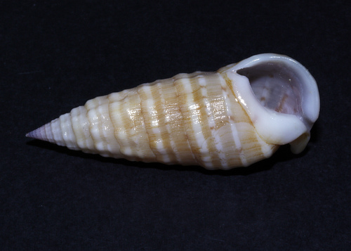 Rhinoclavis bituberculata (G.B.Sowerby II, 1866)