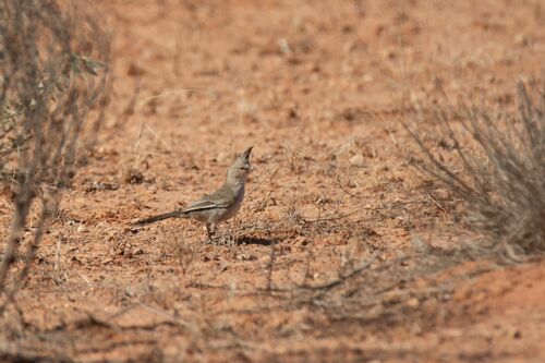 Chiming Wedgebill (Psophodes occidentalis), photo 7