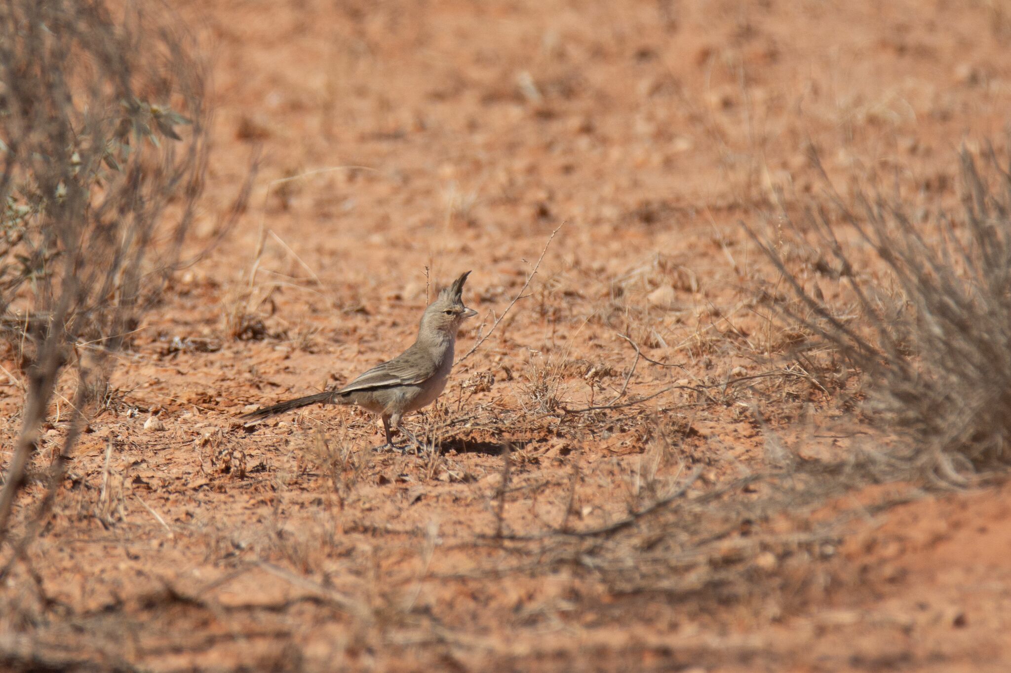 Chiming Wedgebill (Psophodes occidentalis), photo 3