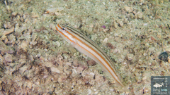 Immaculate Glidergoby photo 4