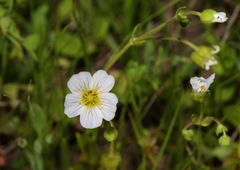 Mononeuria nuttallii