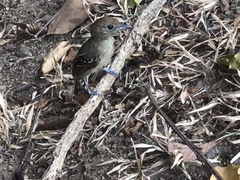 Thamnophilus atrinucha