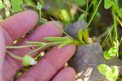 Mononeuria nuttallii