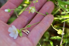 Mononeuria nuttallii