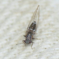 Bactericera cockerelli