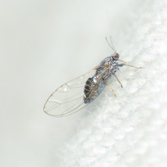 Bactericera cockerelli