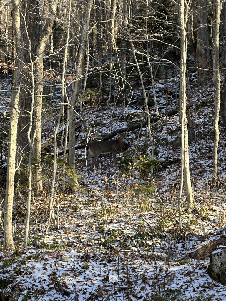 White-tailed Deer from The Adirondack Park, Keene Valley, NY, US on ...