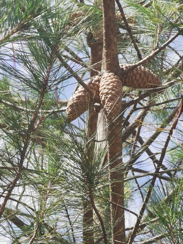 Pinus greggii, photograph 3