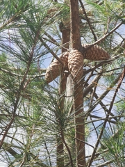 Pinus greggii, photograph (c) M. Socorro González Elizondo, some rights reserved (CC BY-SA)