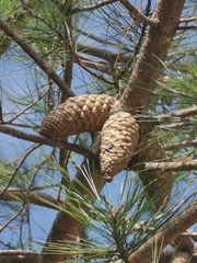 Pinus greggii, photograph (c) M. Socorro González Elizondo, some rights reserved (CC BY-SA)